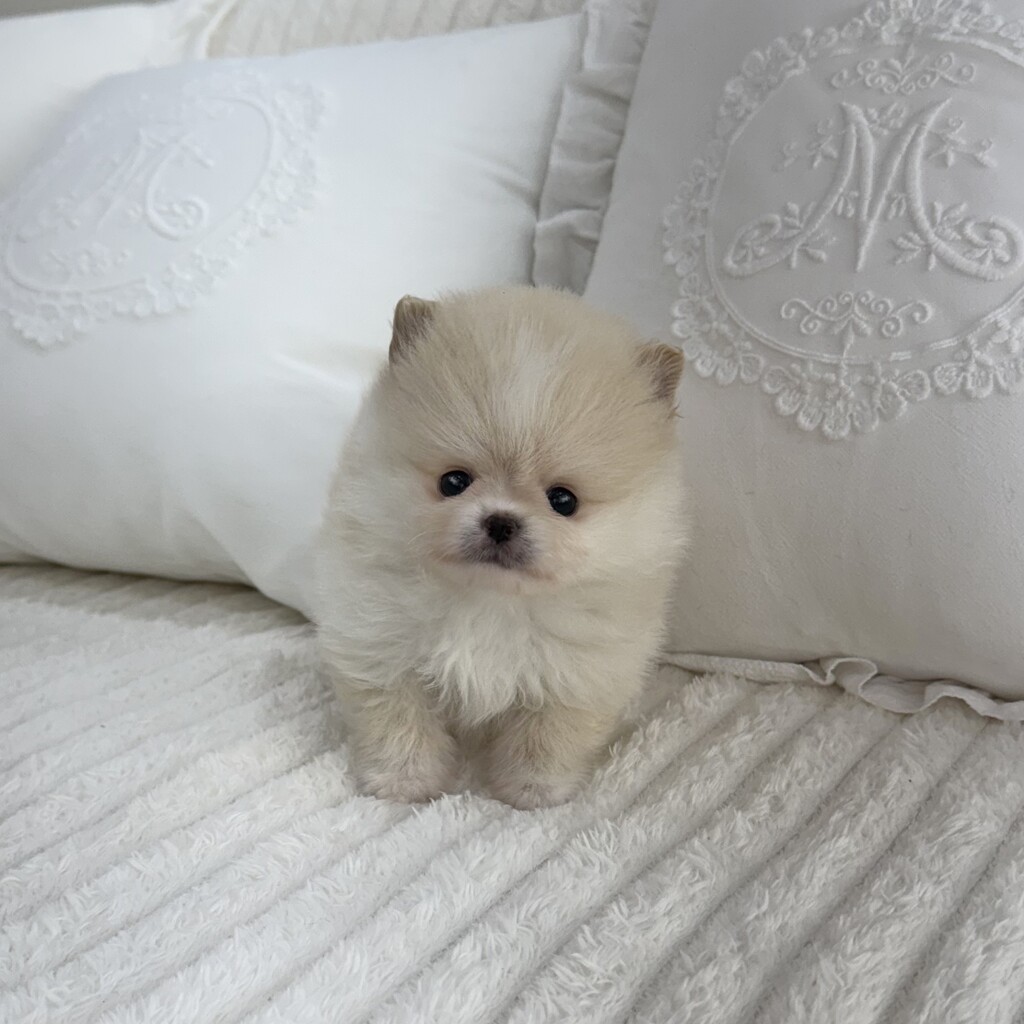 Ȯ�� �̹���