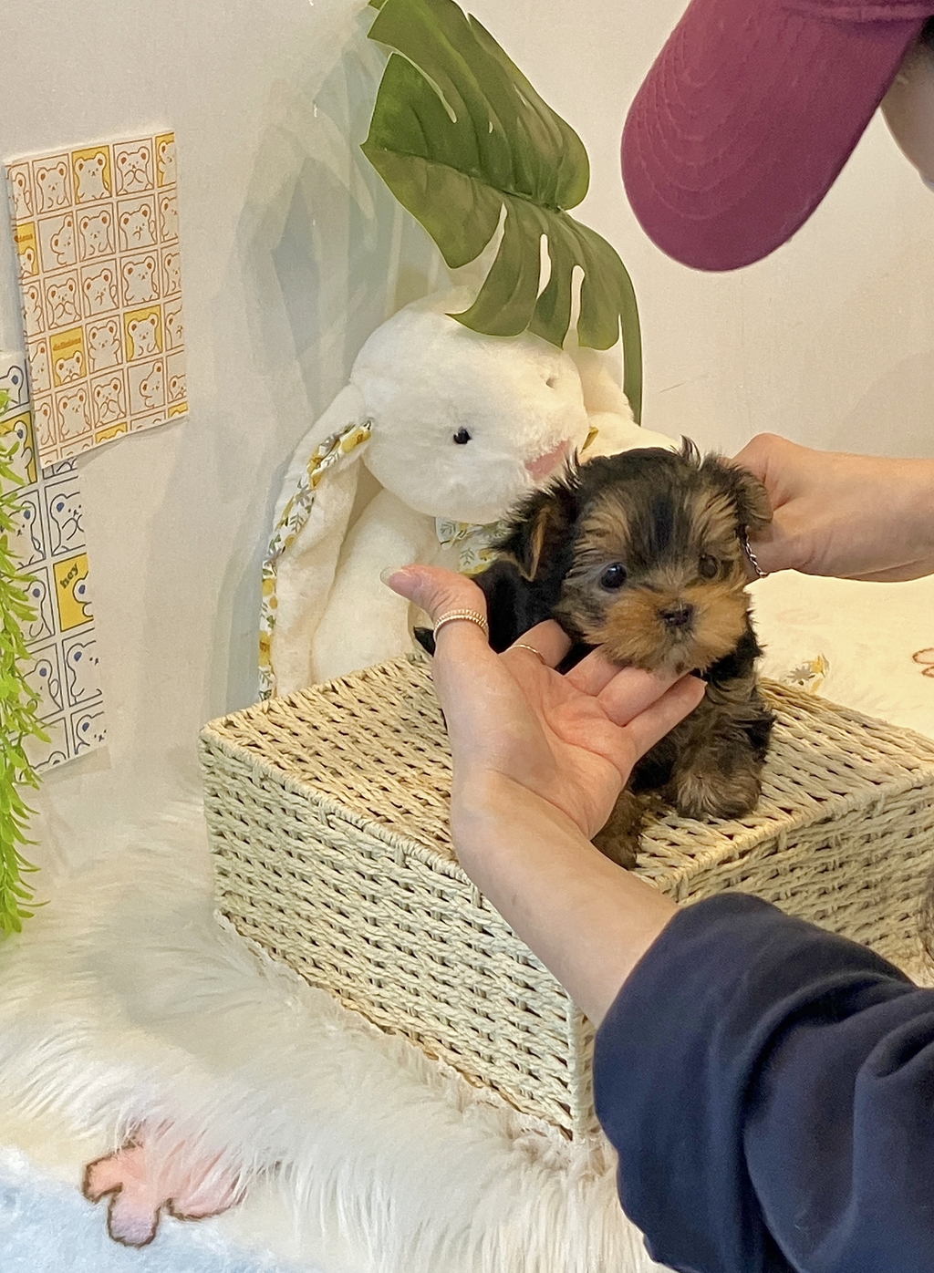 Ȯ�� �̹���