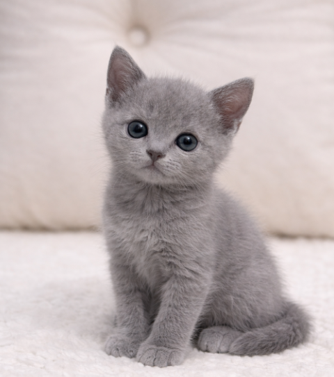 Ȯ�� �̹���