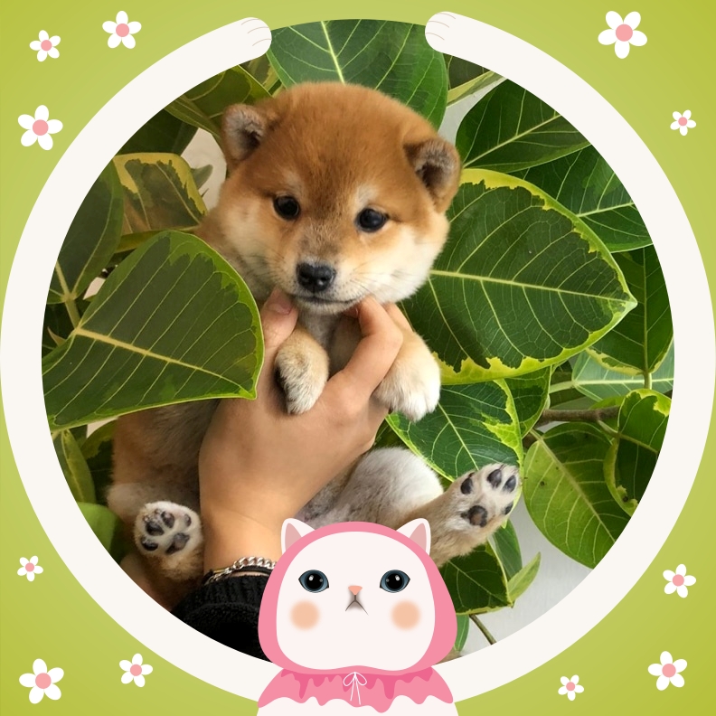 Ȯ�� �̹���