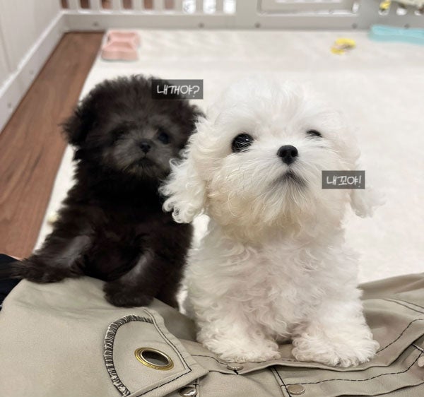 Ȯ�� �̹���