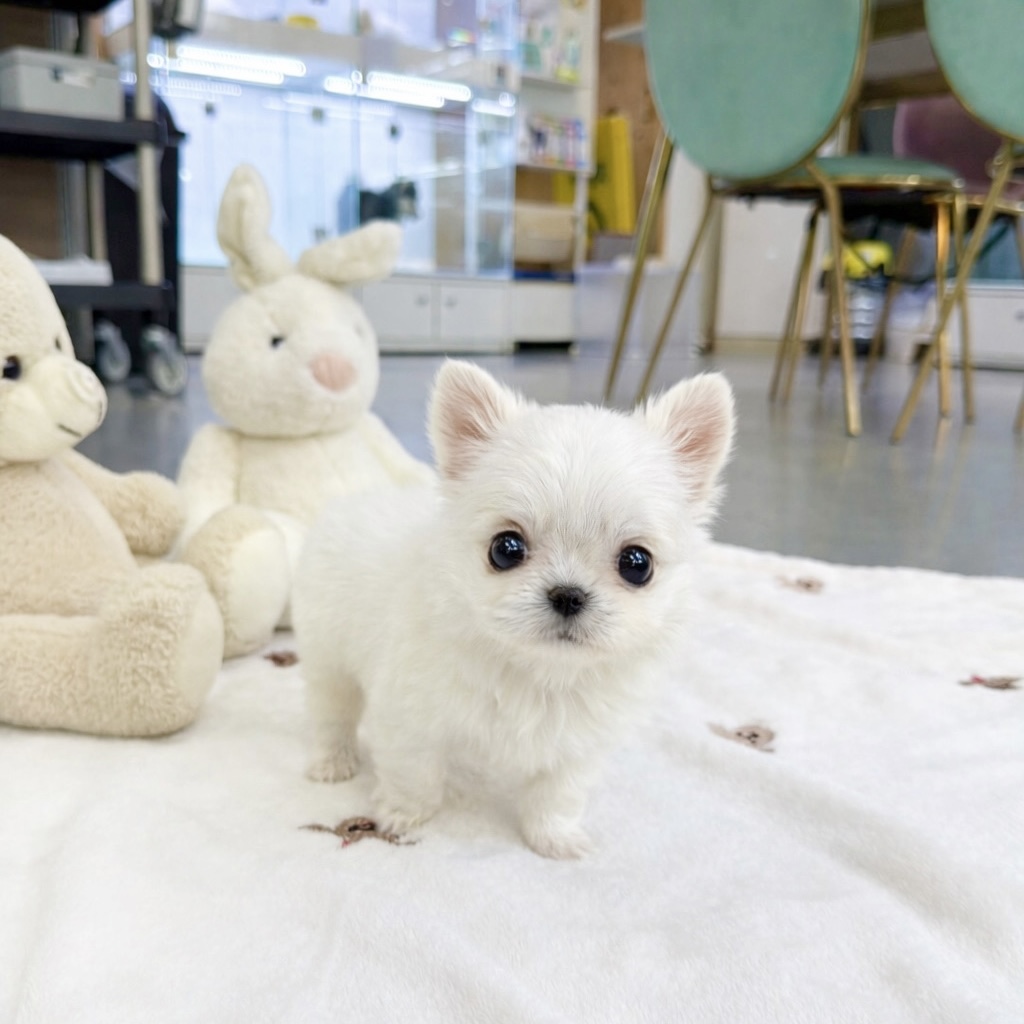 Ȯ�� �̹���