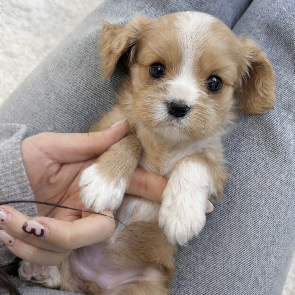 Ȯ�� �̹���