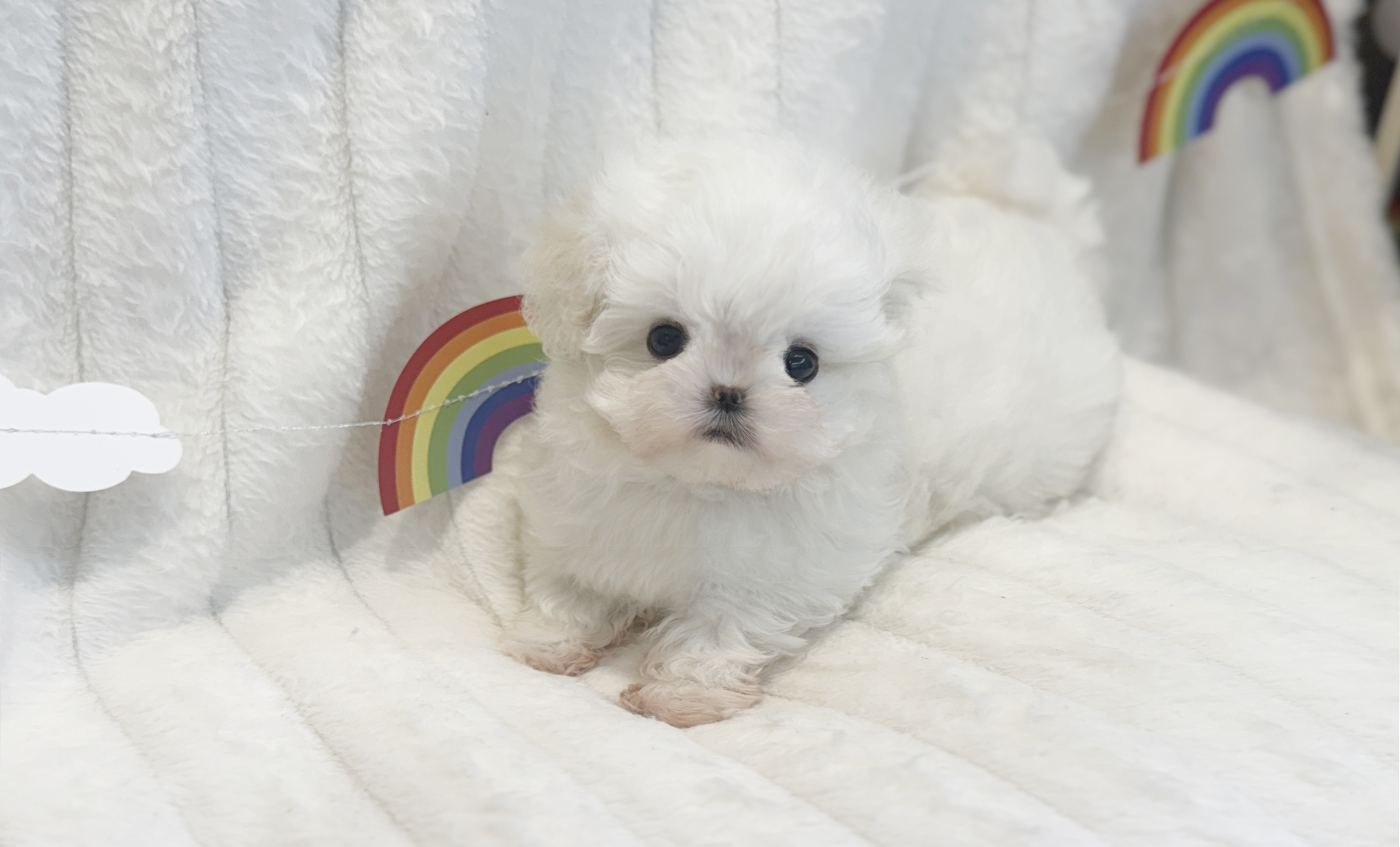 Ȯ�� �̹���