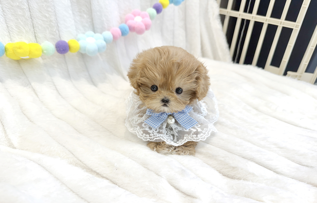 Ȯ�� �̹���