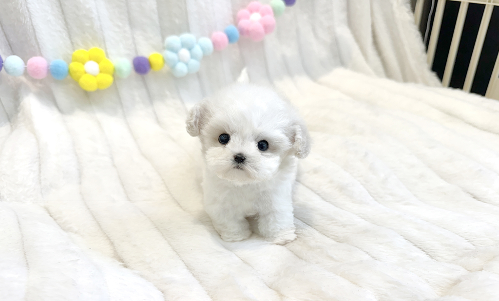 Ȯ�� �̹���