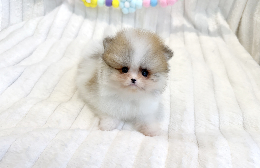 Ȯ�� �̹���