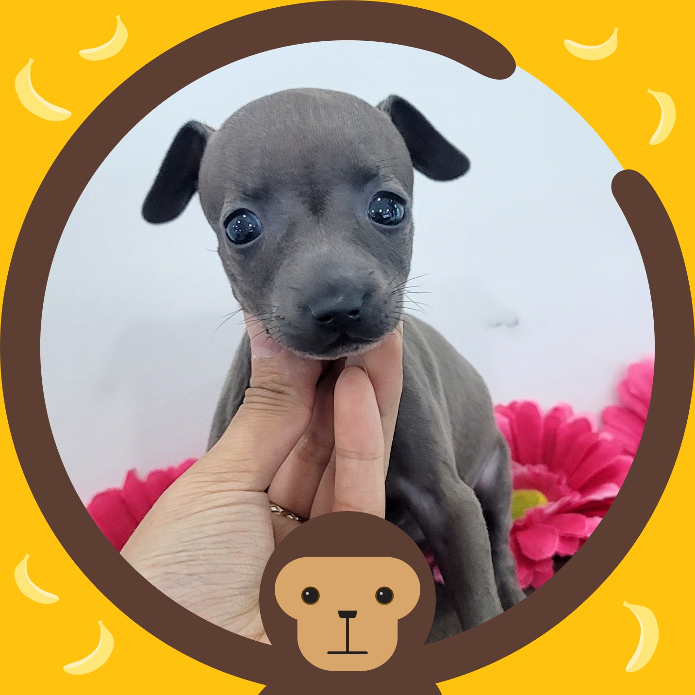 Ȯ�� �̹���