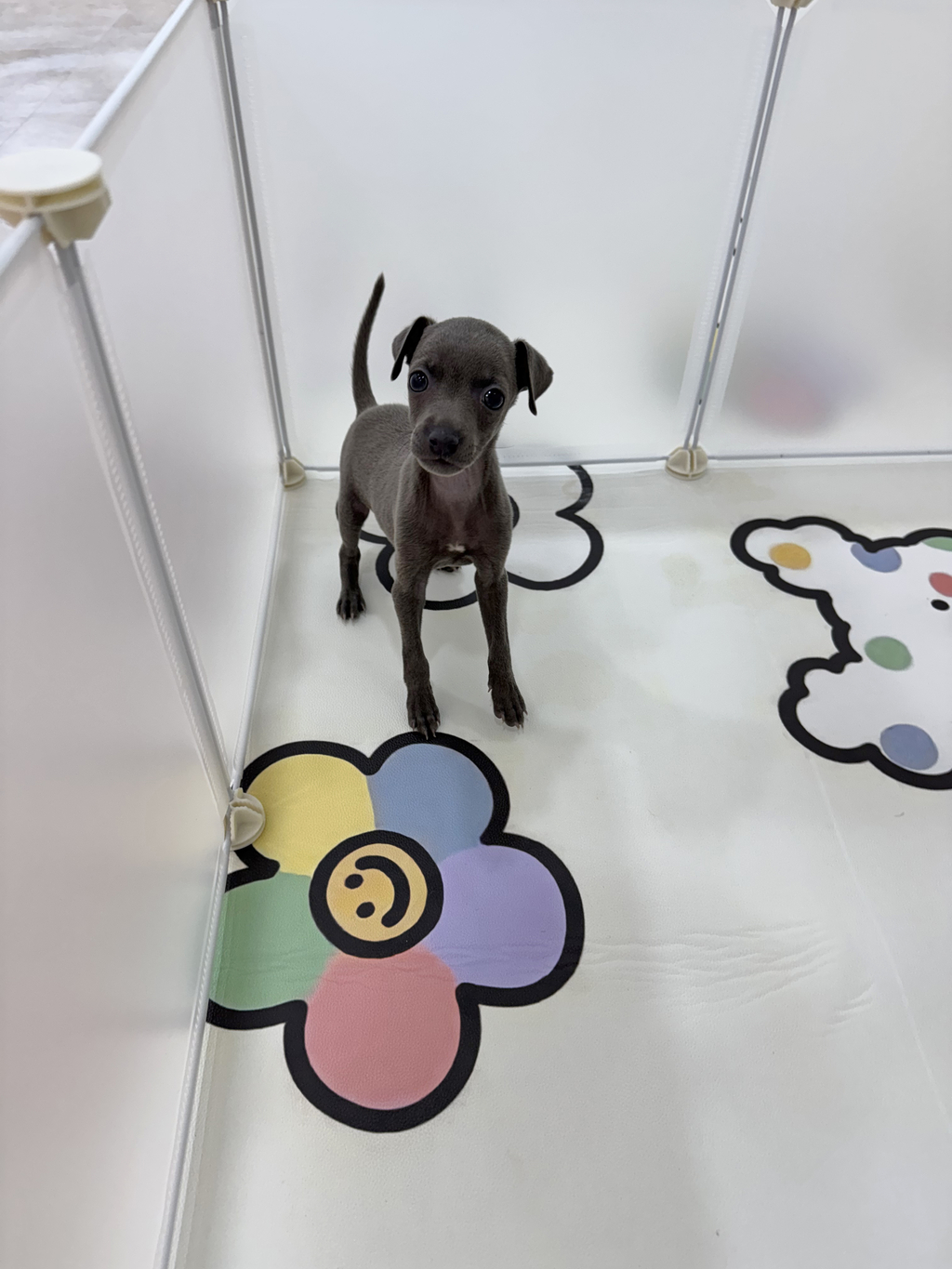 Ȯ�� �̹���