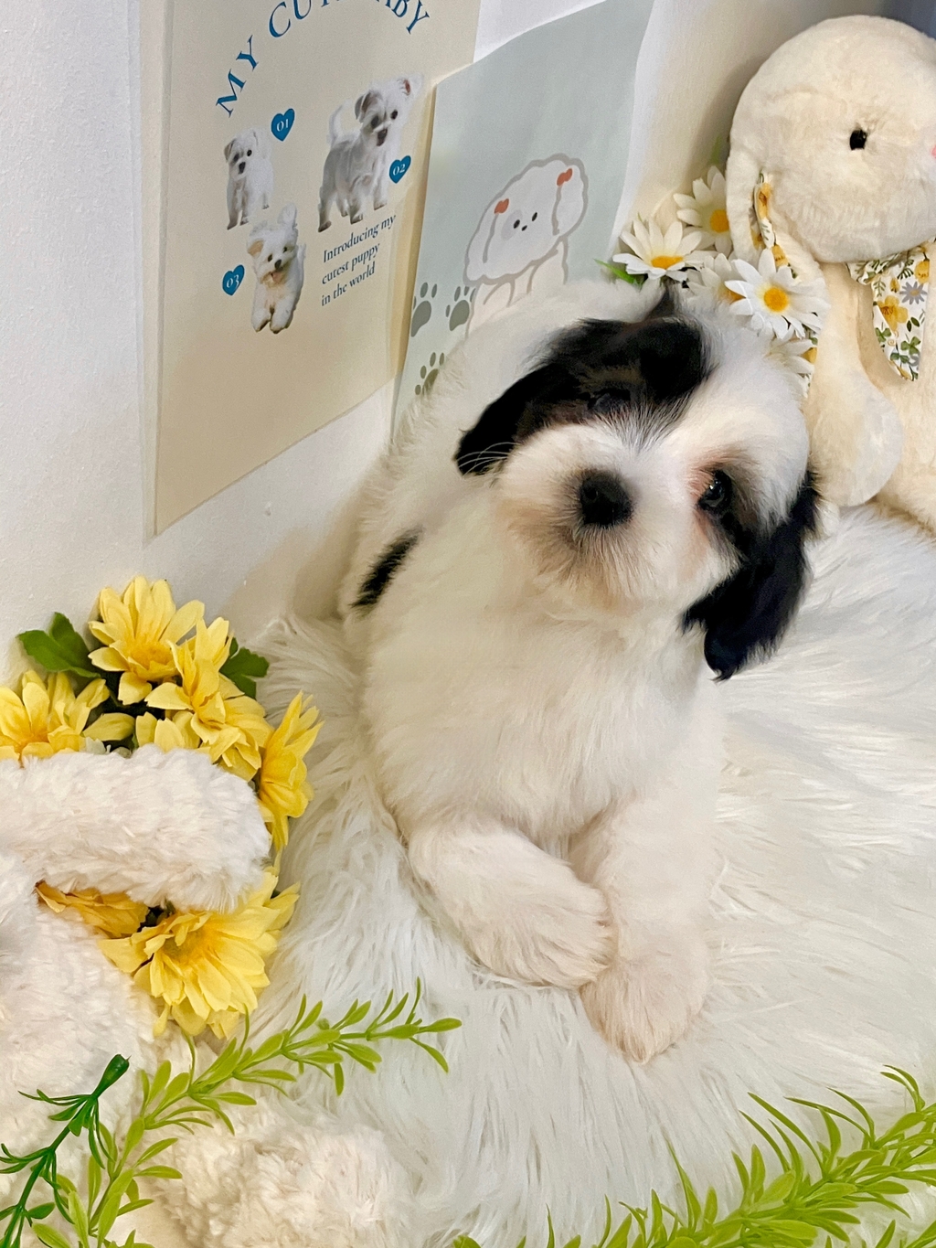 Ȯ�� �̹���