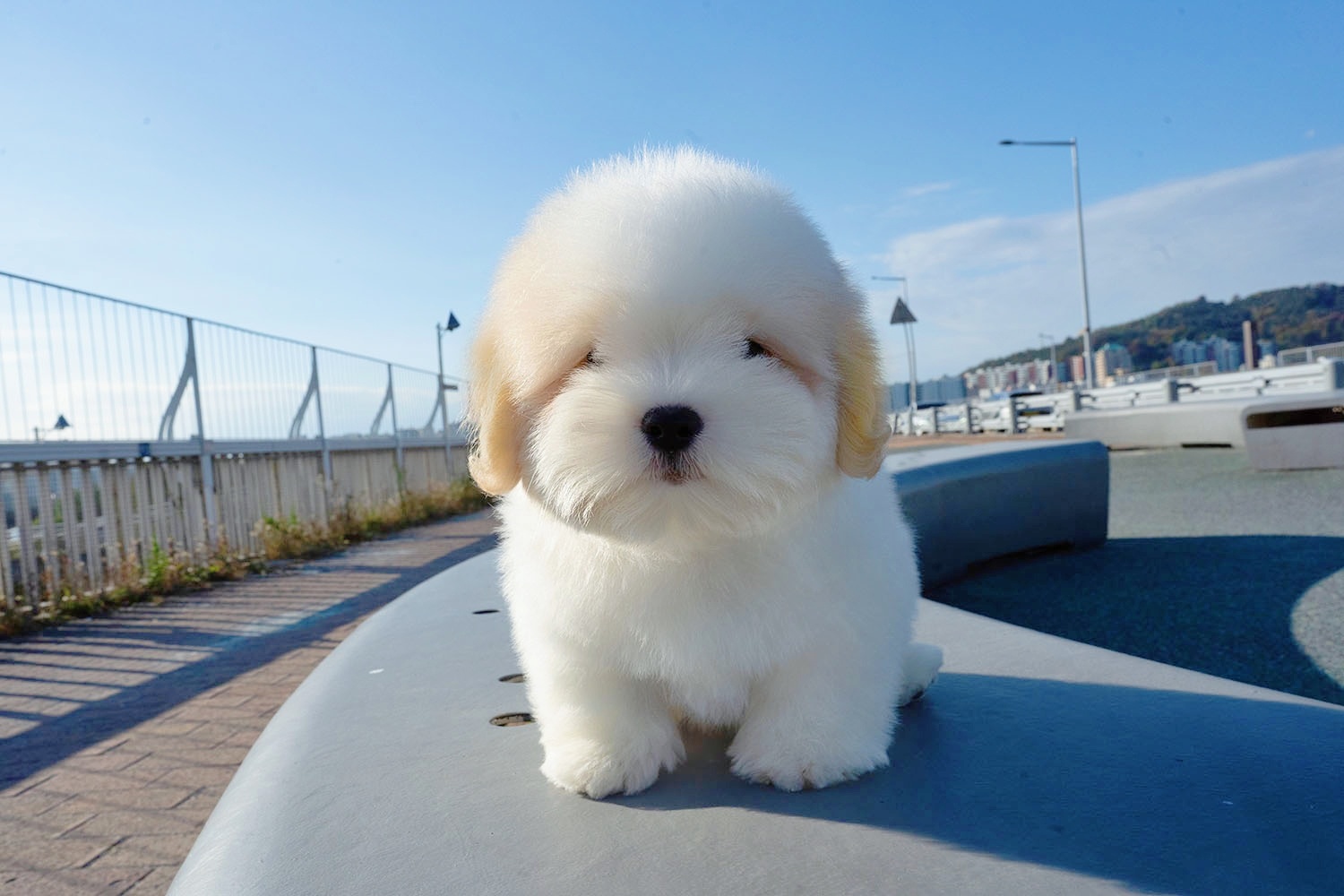 Ȯ�� �̹���