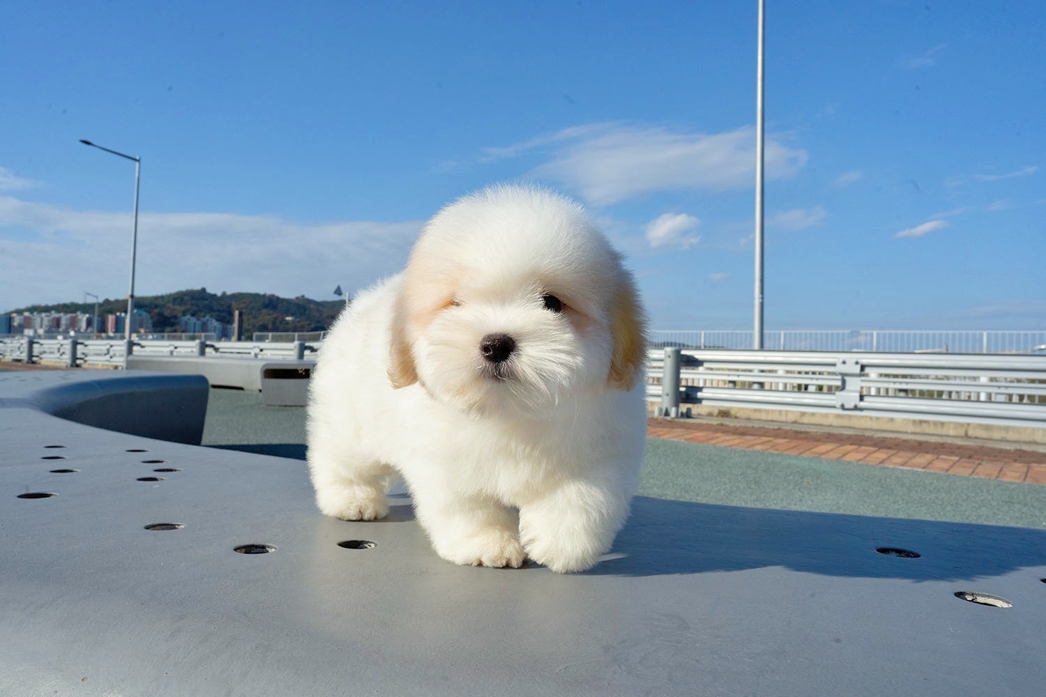 Ȯ�� �̹���