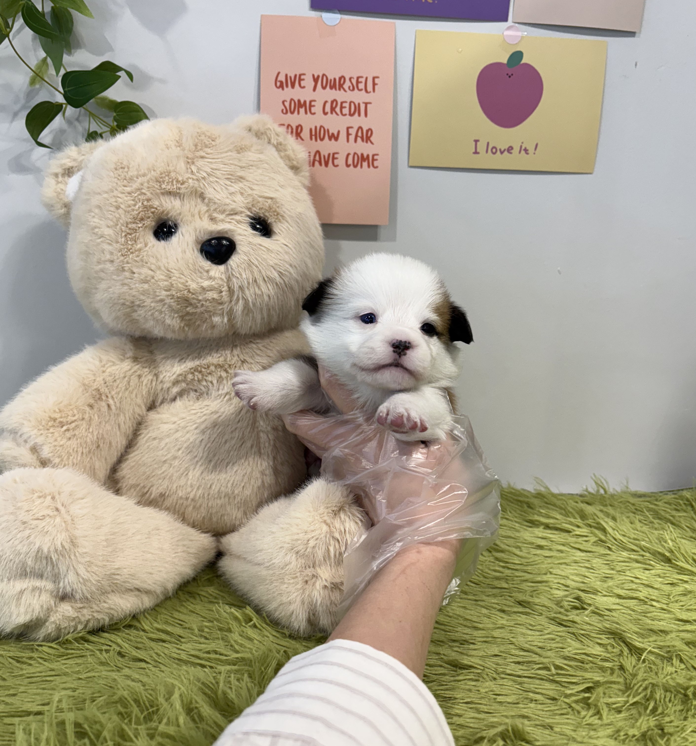 Ȯ�� �̹���