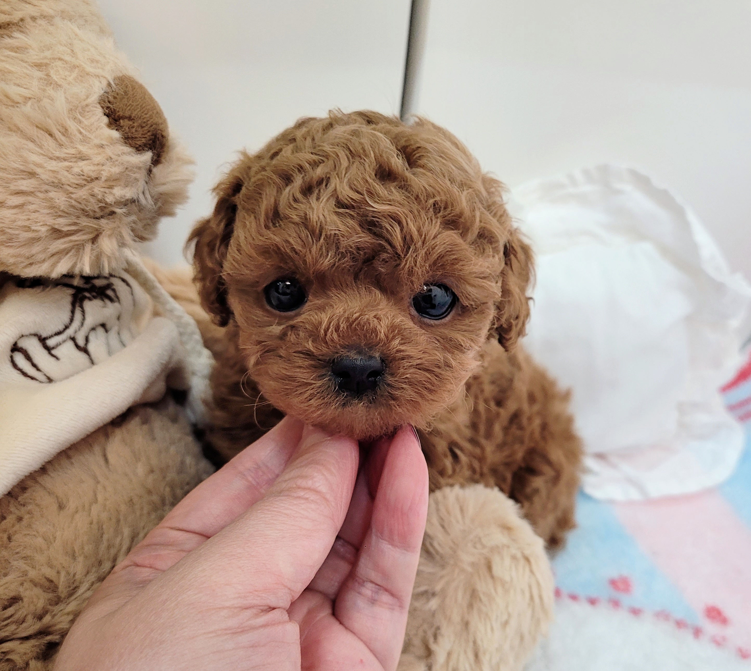 Ȯ�� �̹���