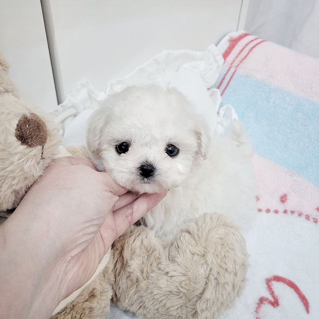 Ȯ�� �̹���