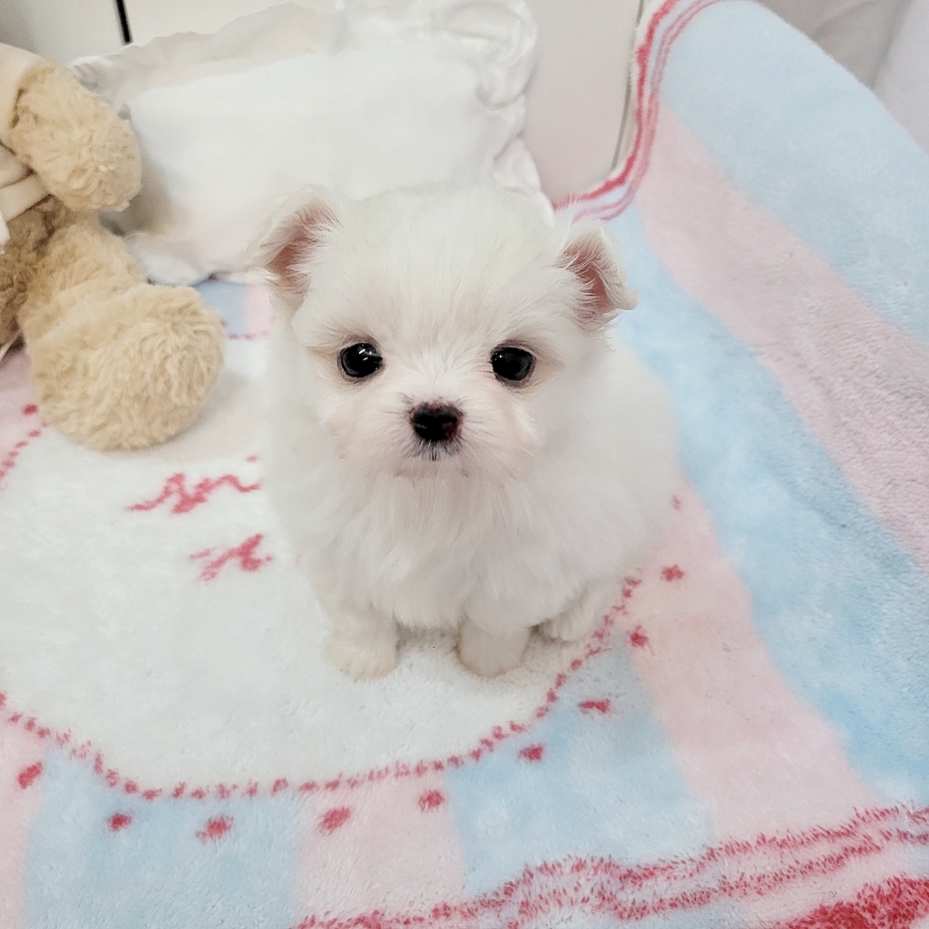 Ȯ�� �̹���