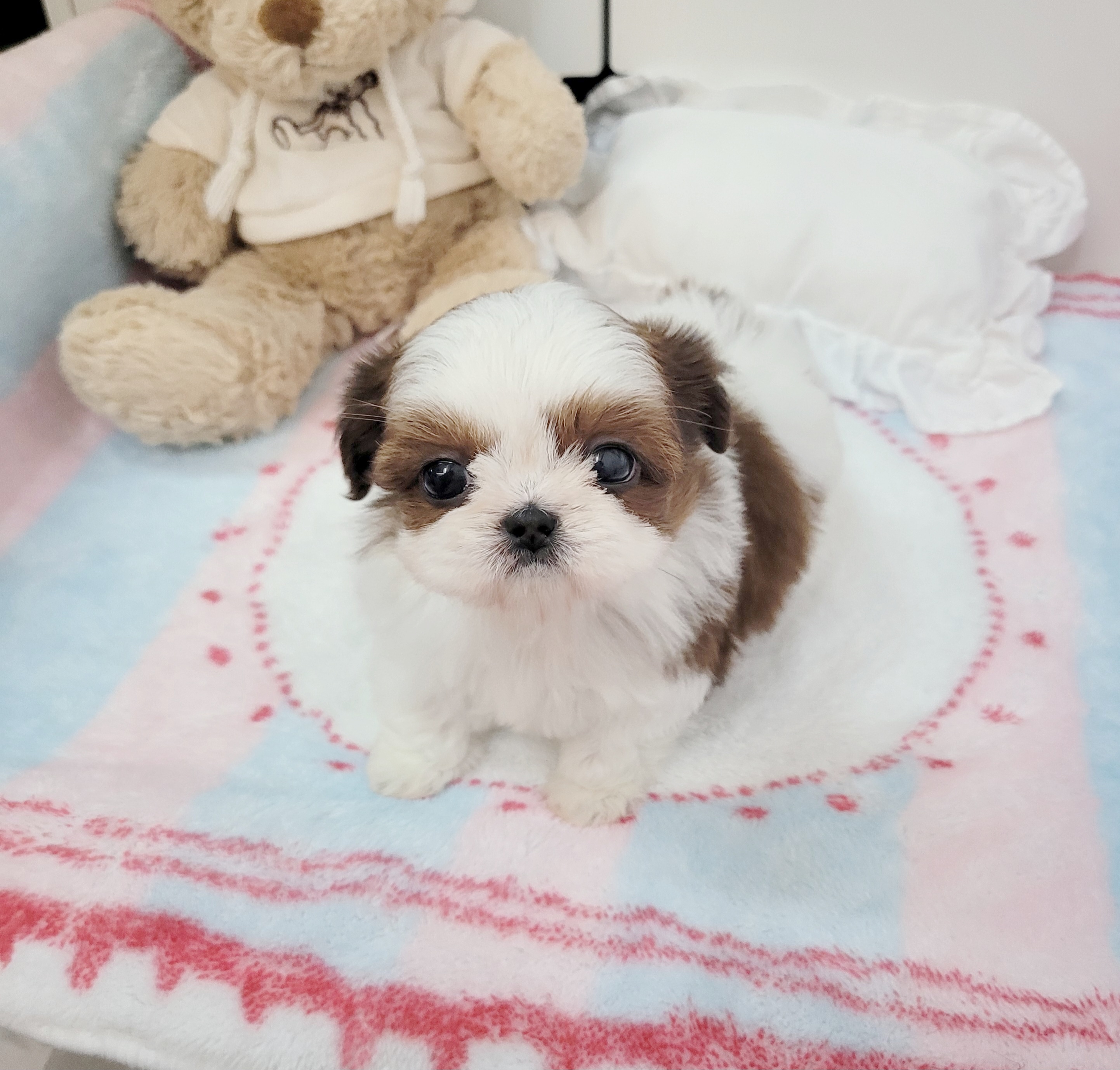 Ȯ�� �̹���