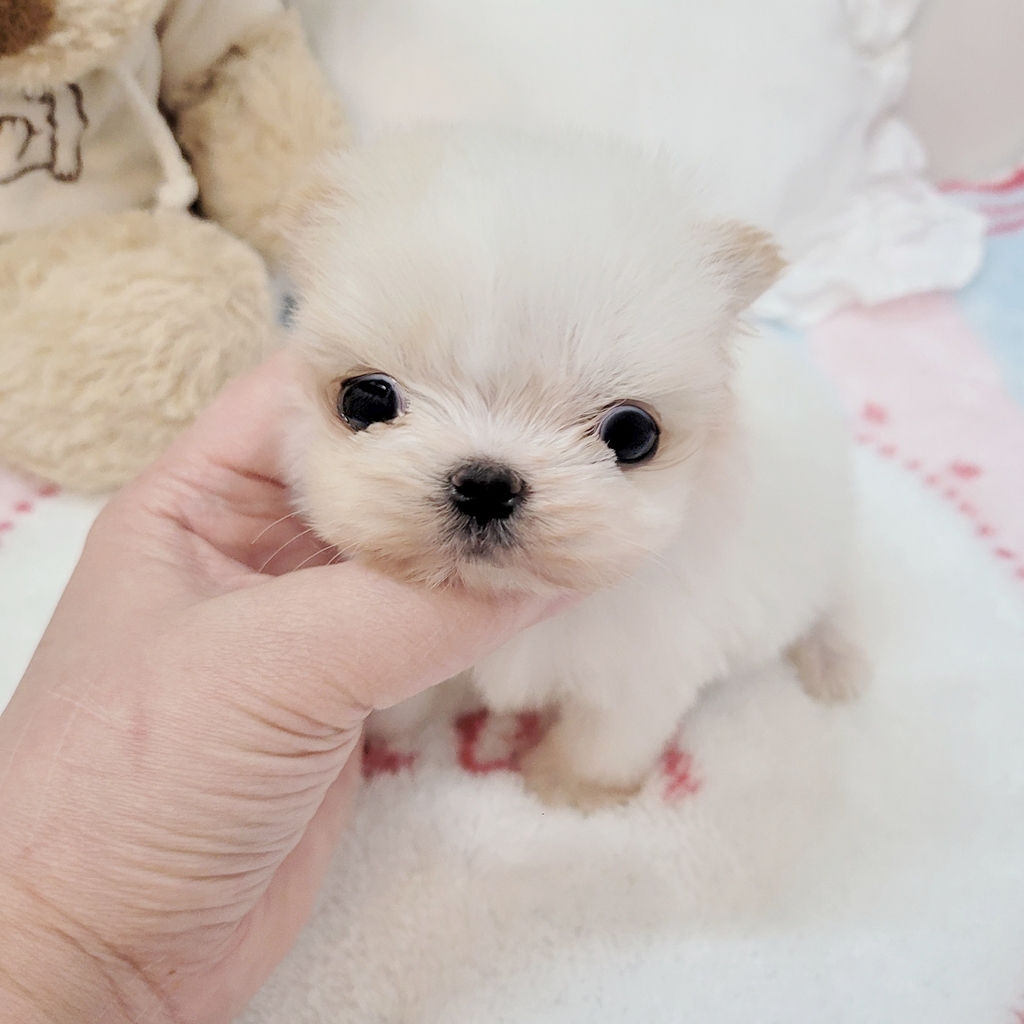 Ȯ�� �̹���