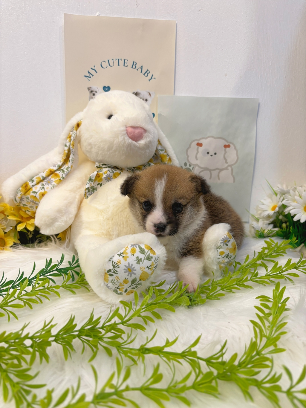 Ȯ�� �̹���