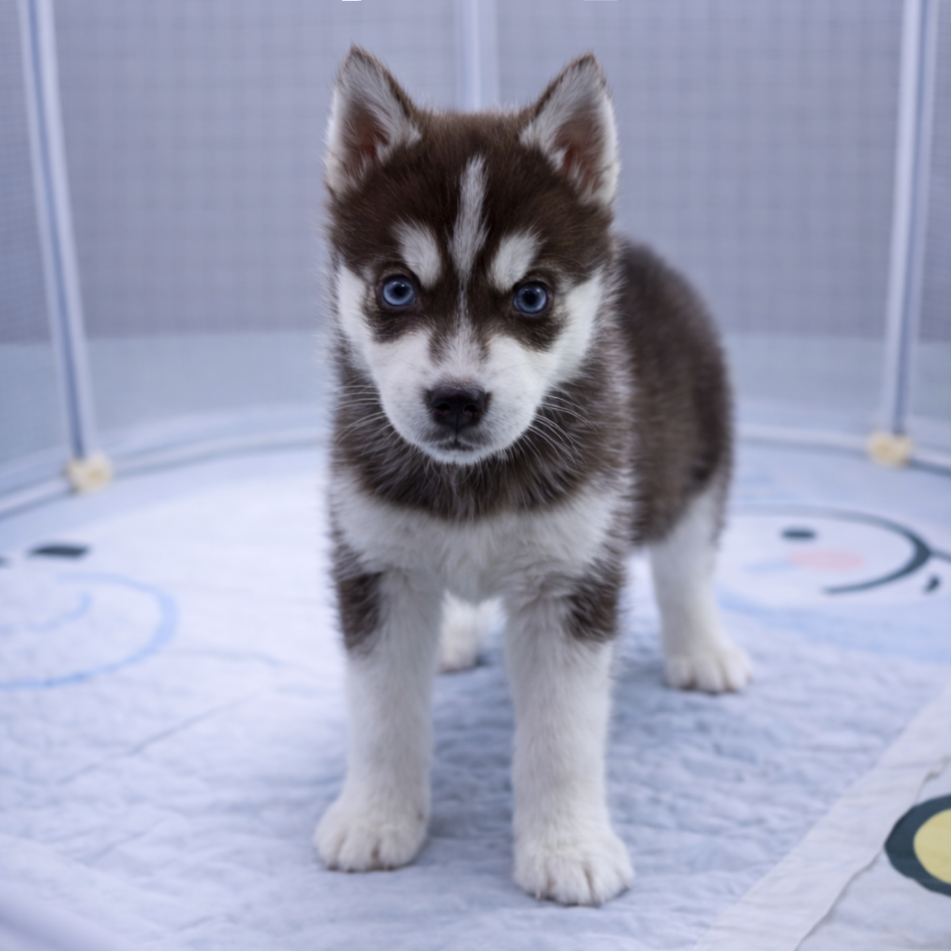 Ȯ�� �̹���