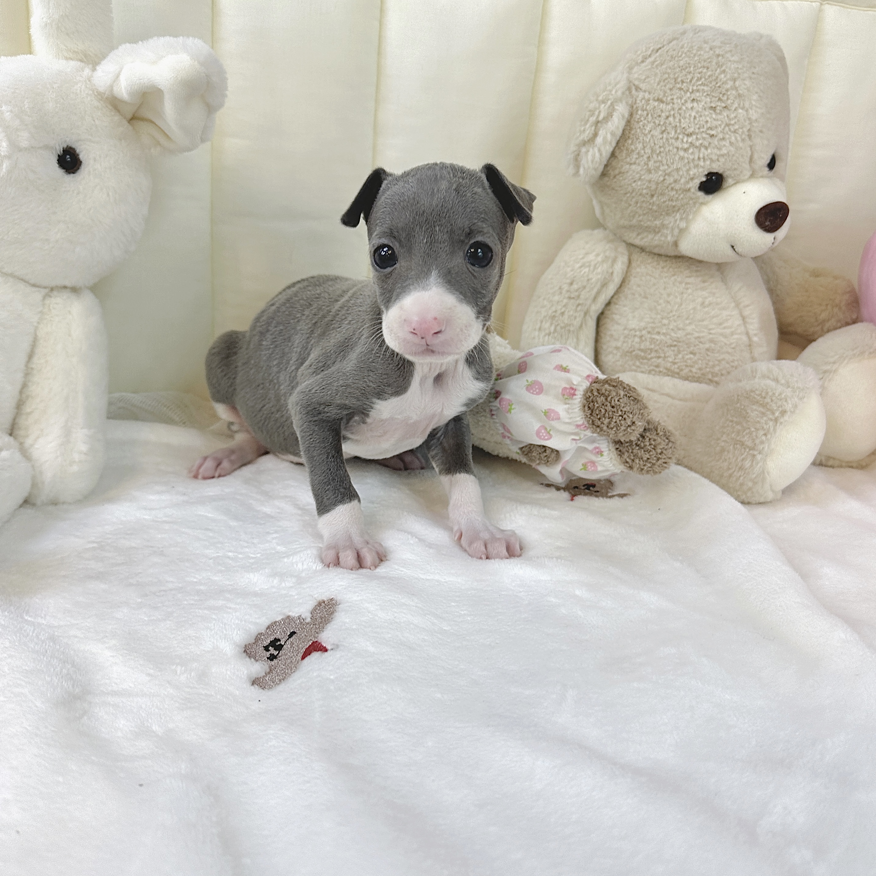 Ȯ�� �̹���