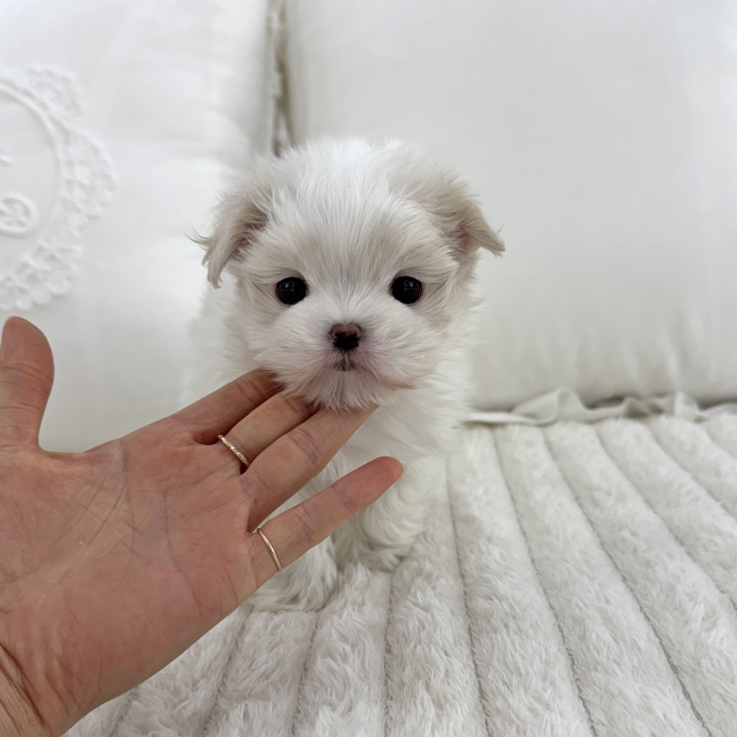 Ȯ�� �̹���