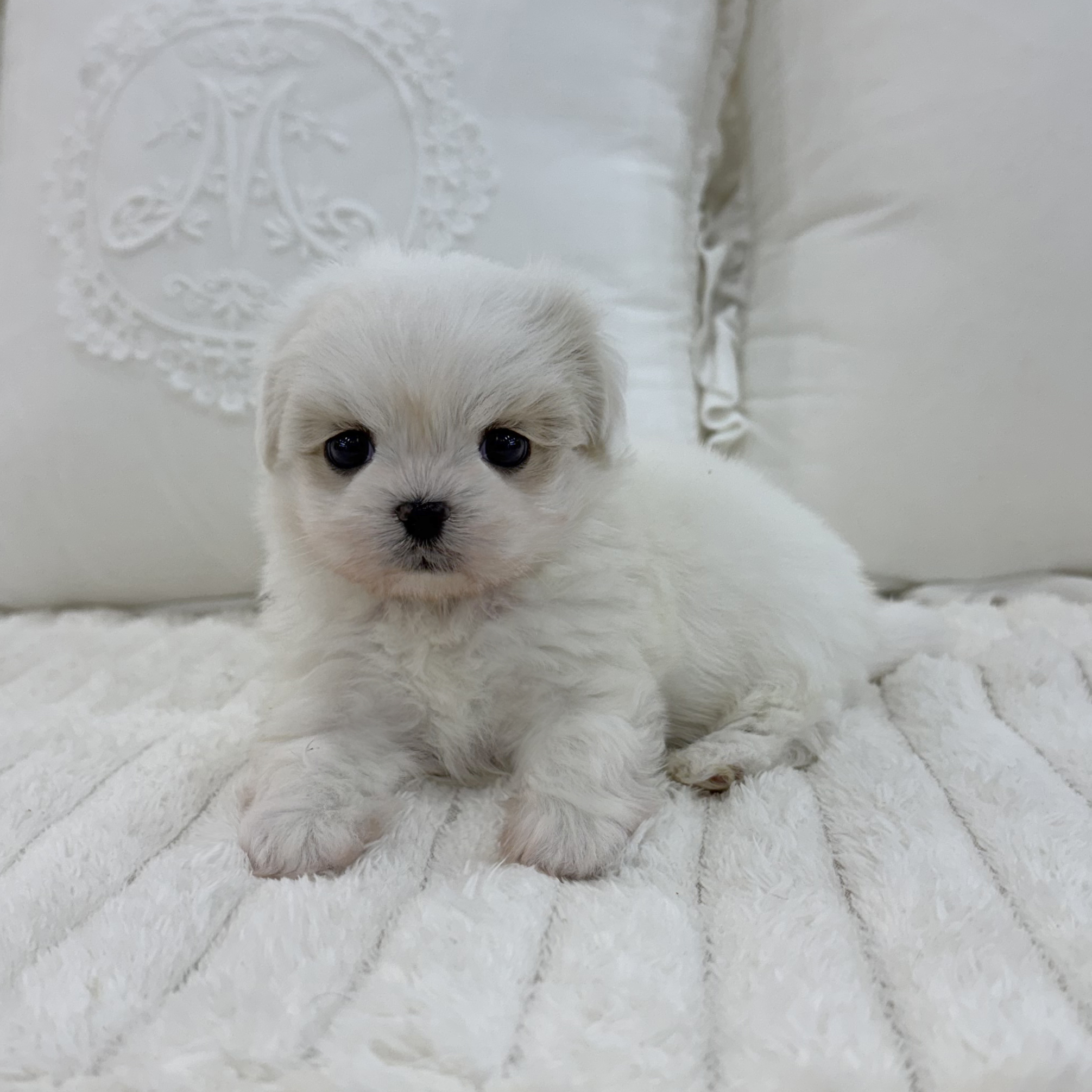 Ȯ�� �̹���