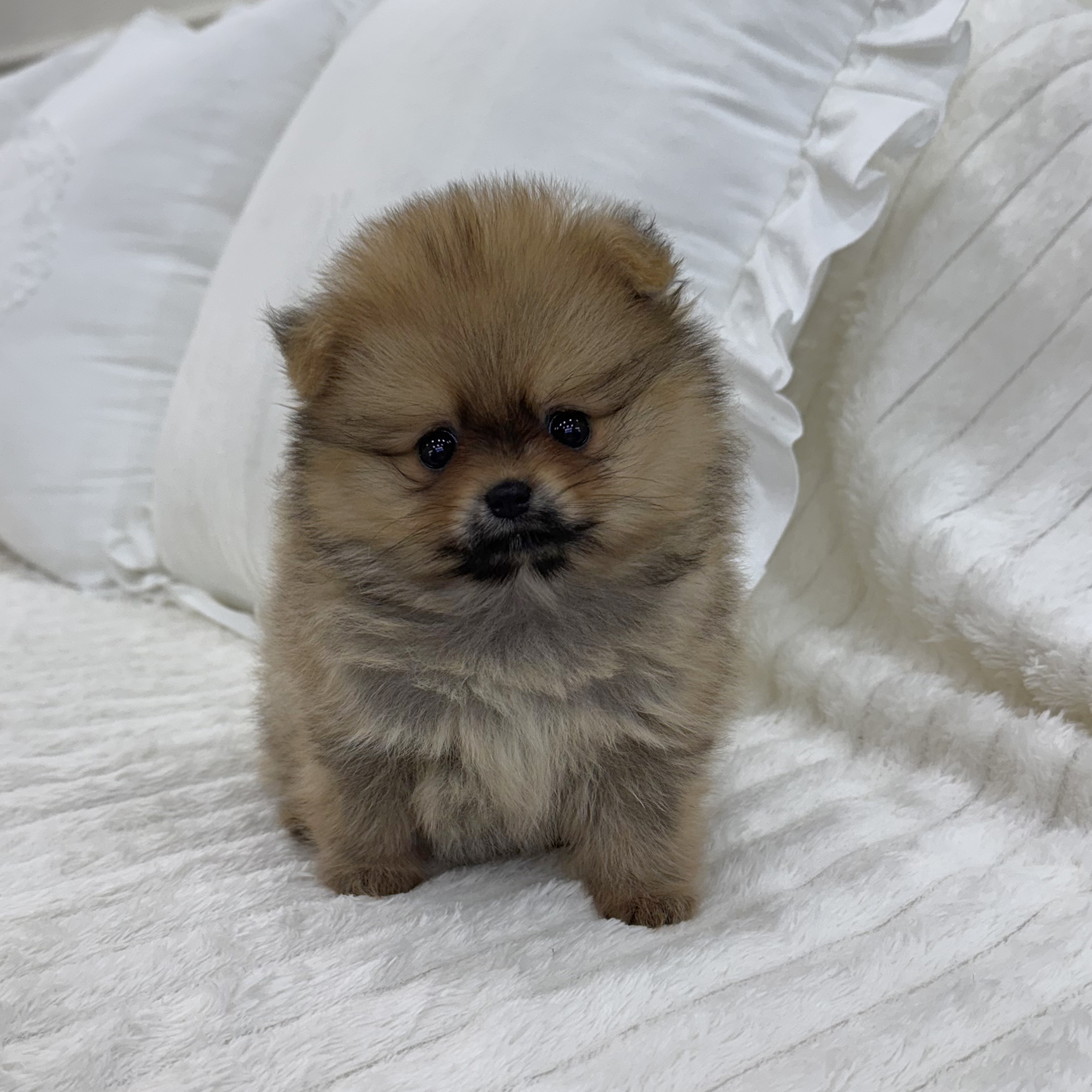 Ȯ�� �̹���