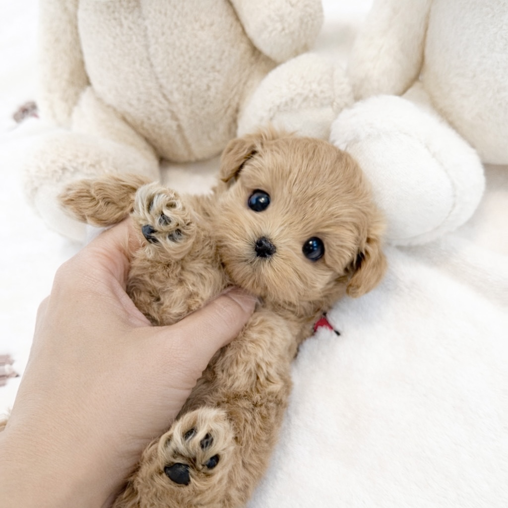 Ȯ�� �̹���