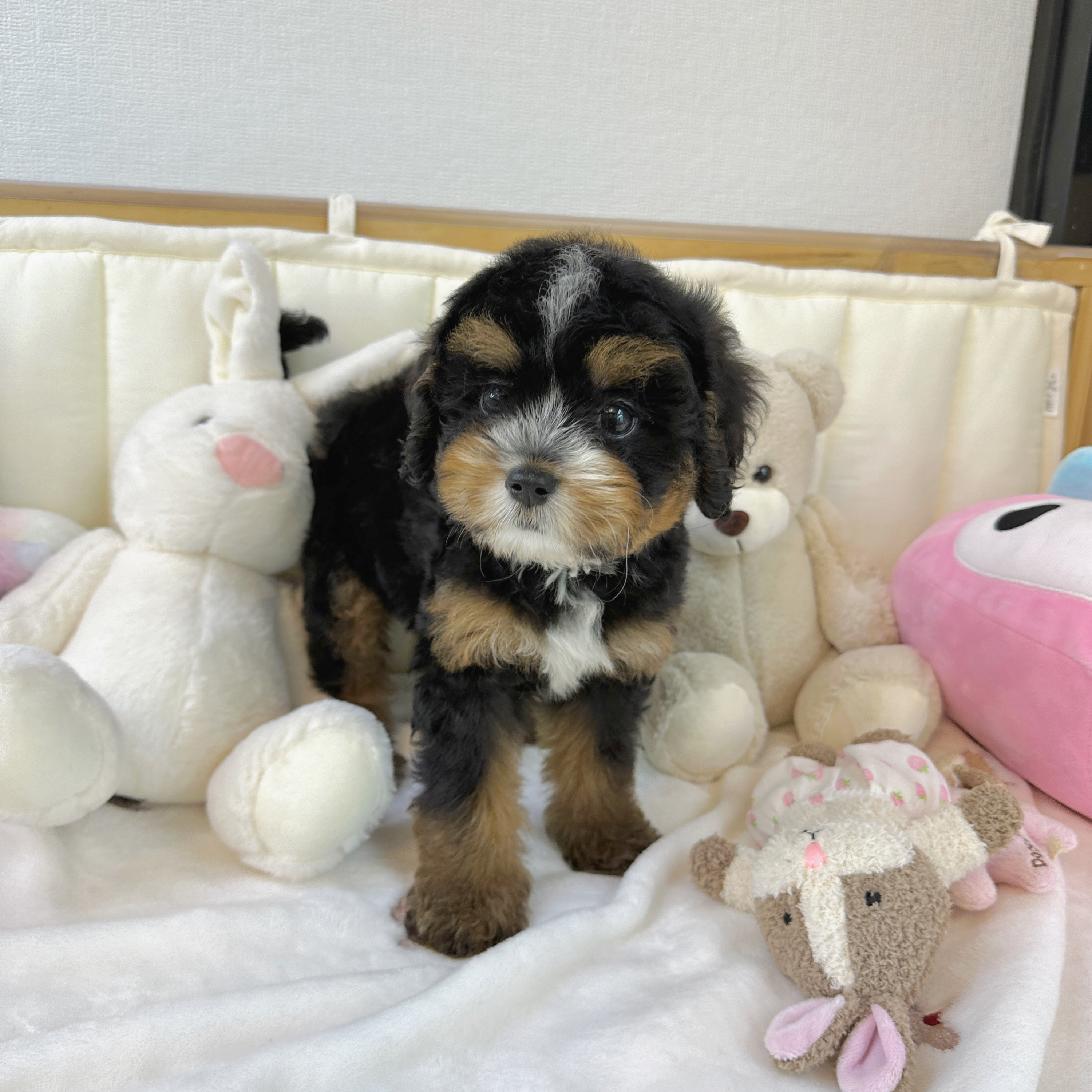 Ȯ�� �̹���