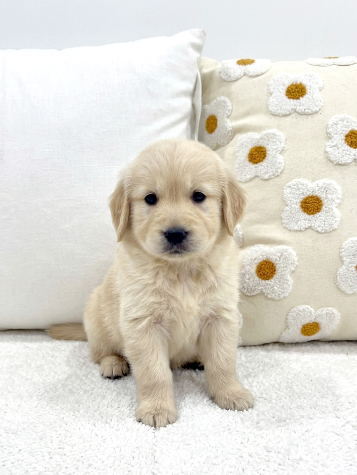 Ȯ�� �̹���