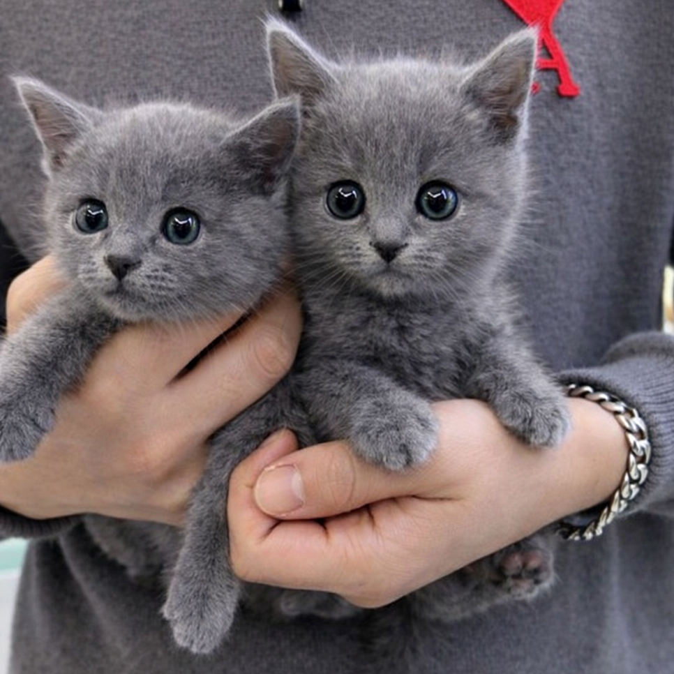 Ȯ�� �̹���