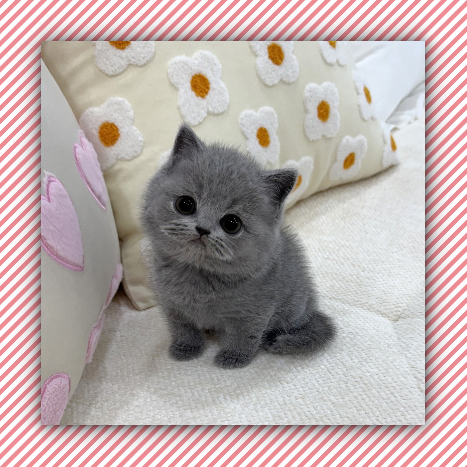 Ȯ�� �̹���