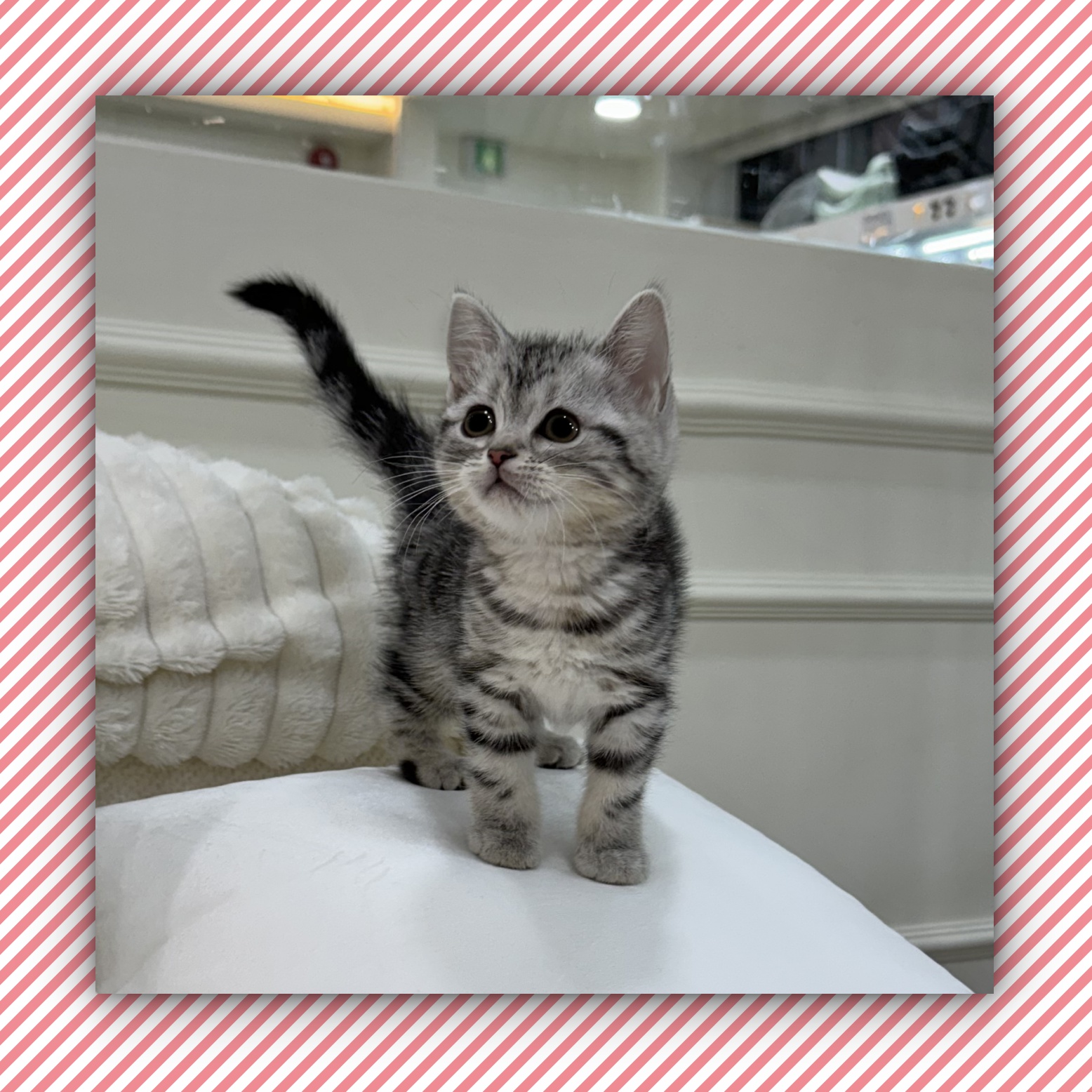 Ȯ�� �̹���