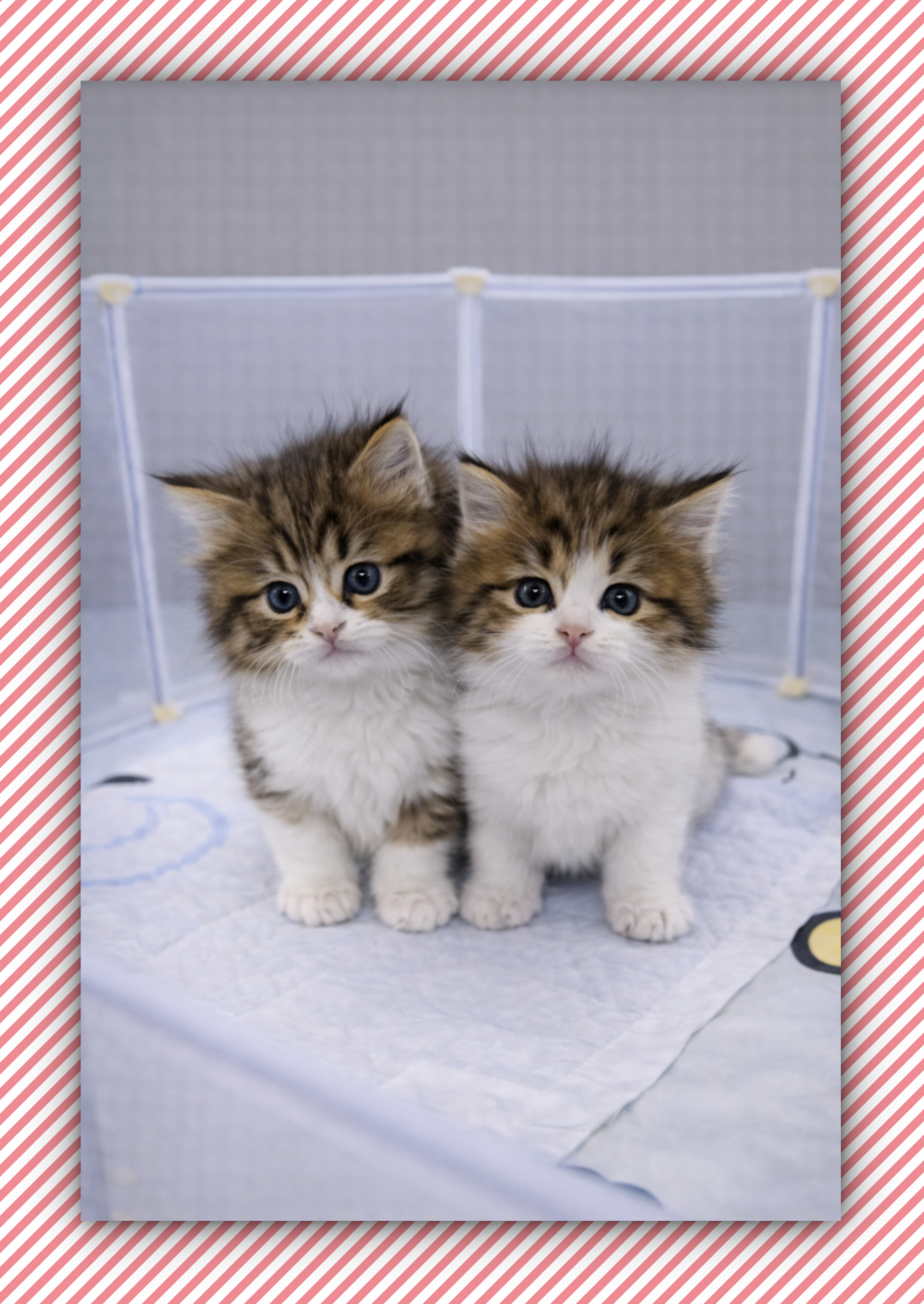 Ȯ�� �̹���