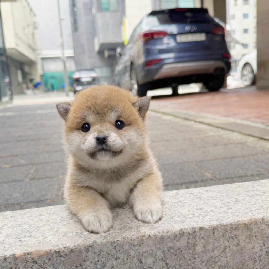 Ȯ�� �̹���