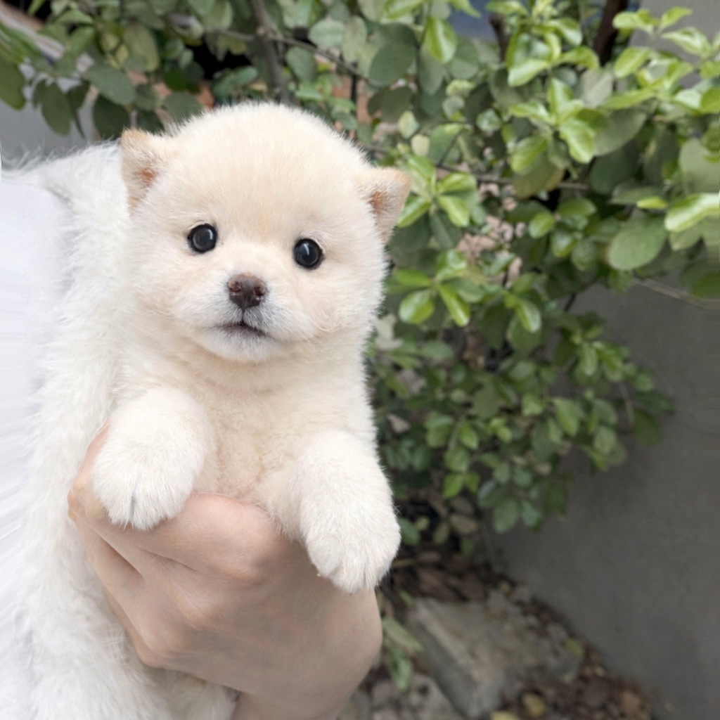 Ȯ�� �̹���