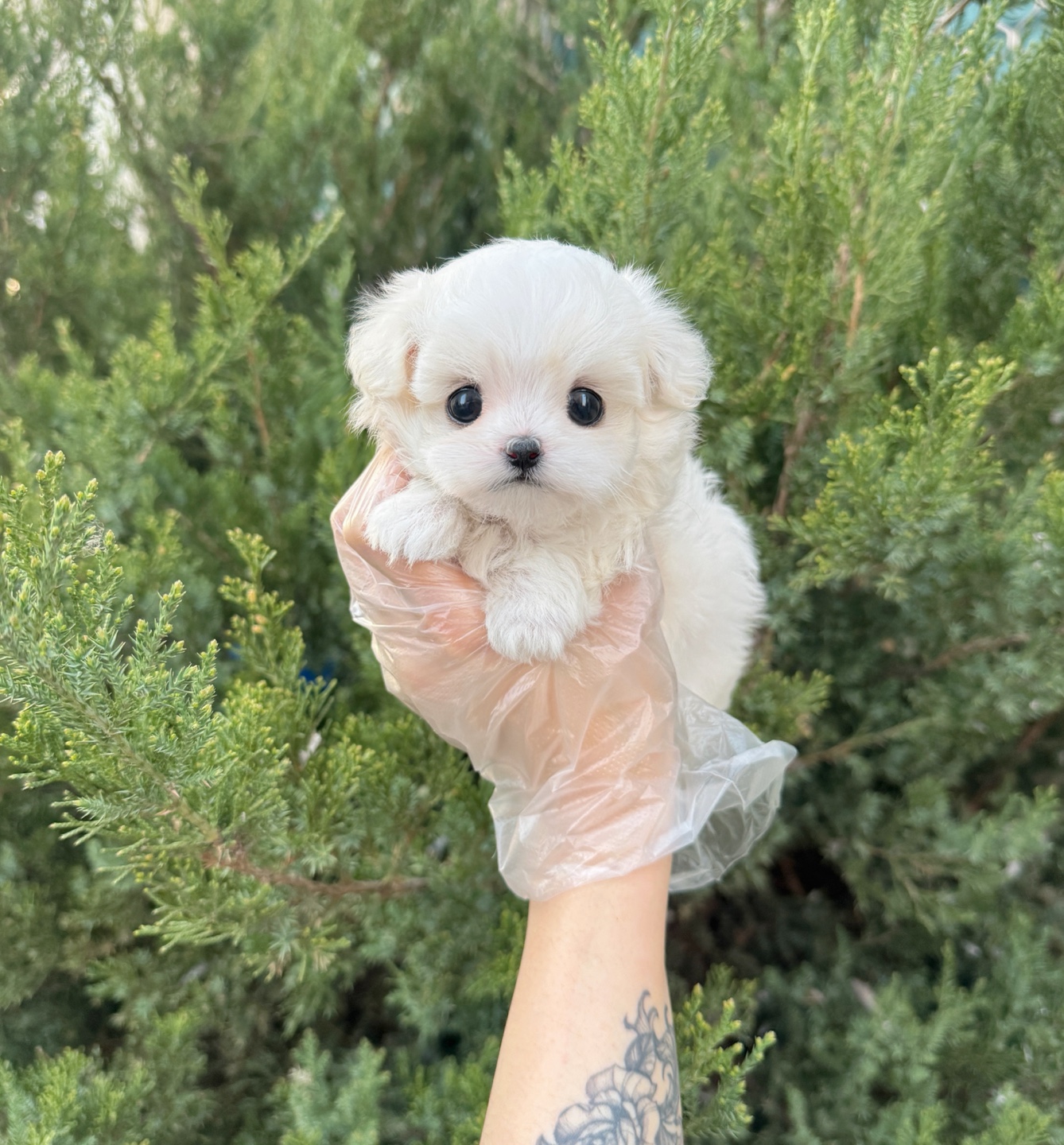 Ȯ�� �̹���