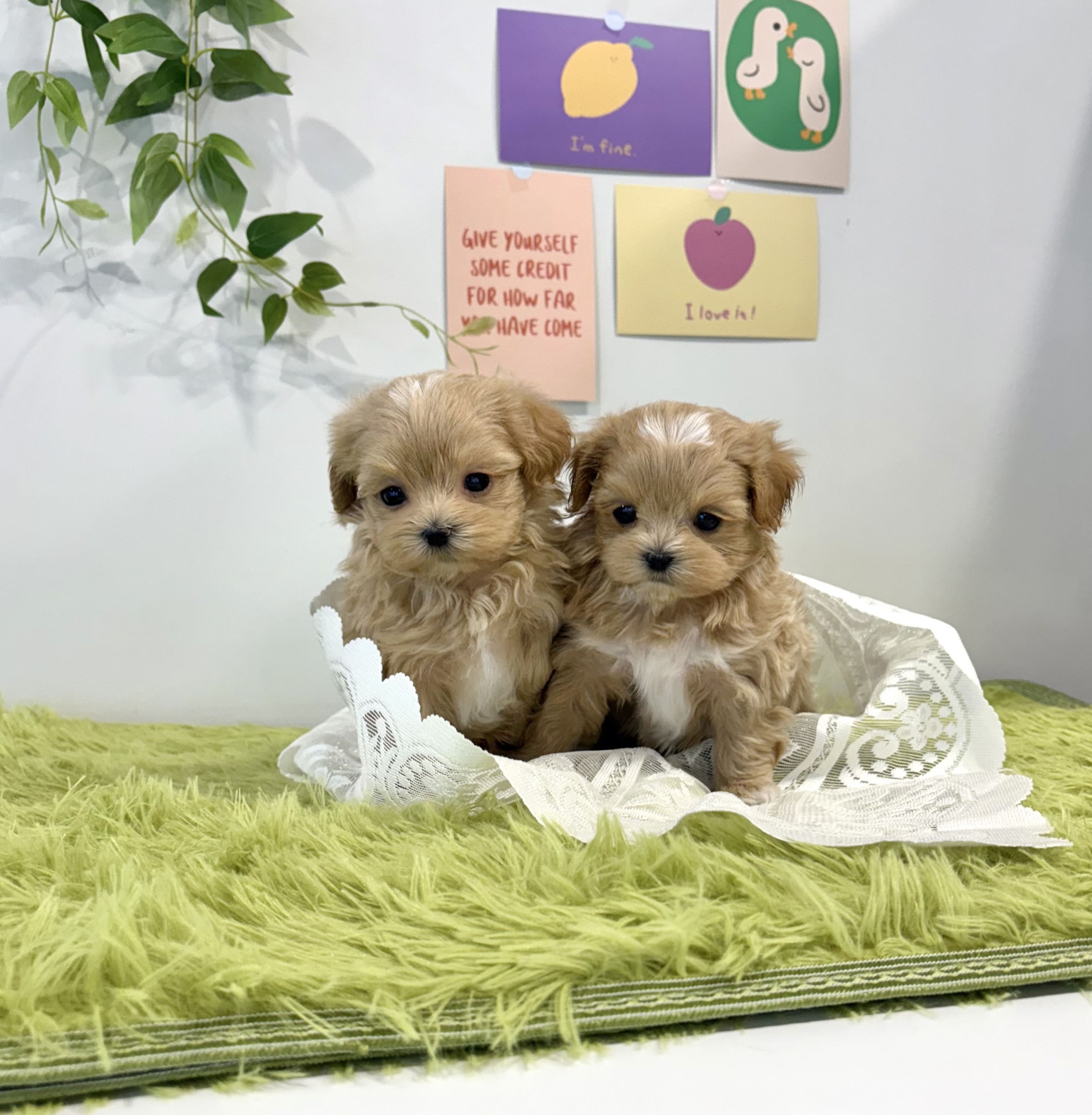 Ȯ�� �̹���