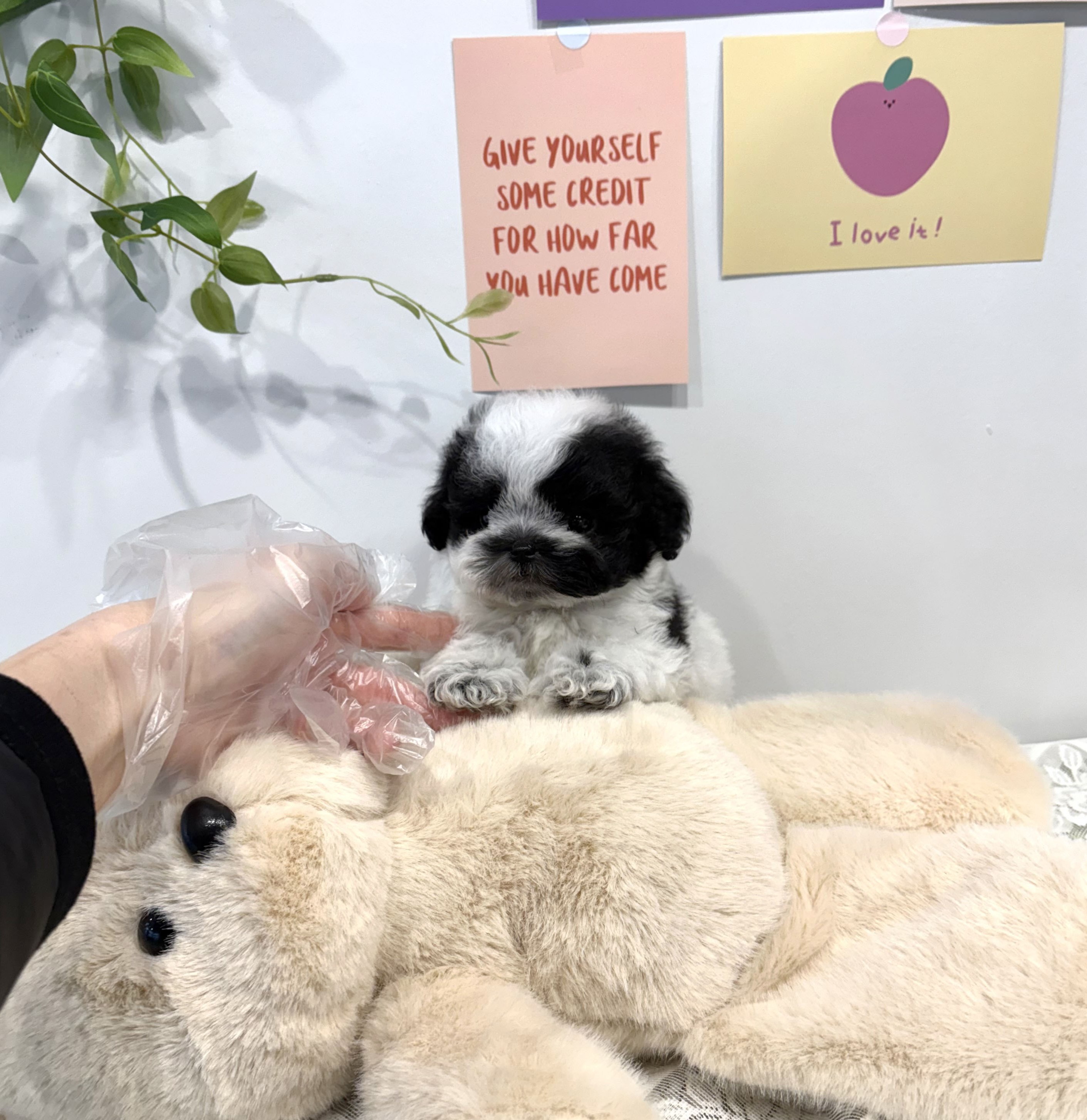 Ȯ�� �̹���