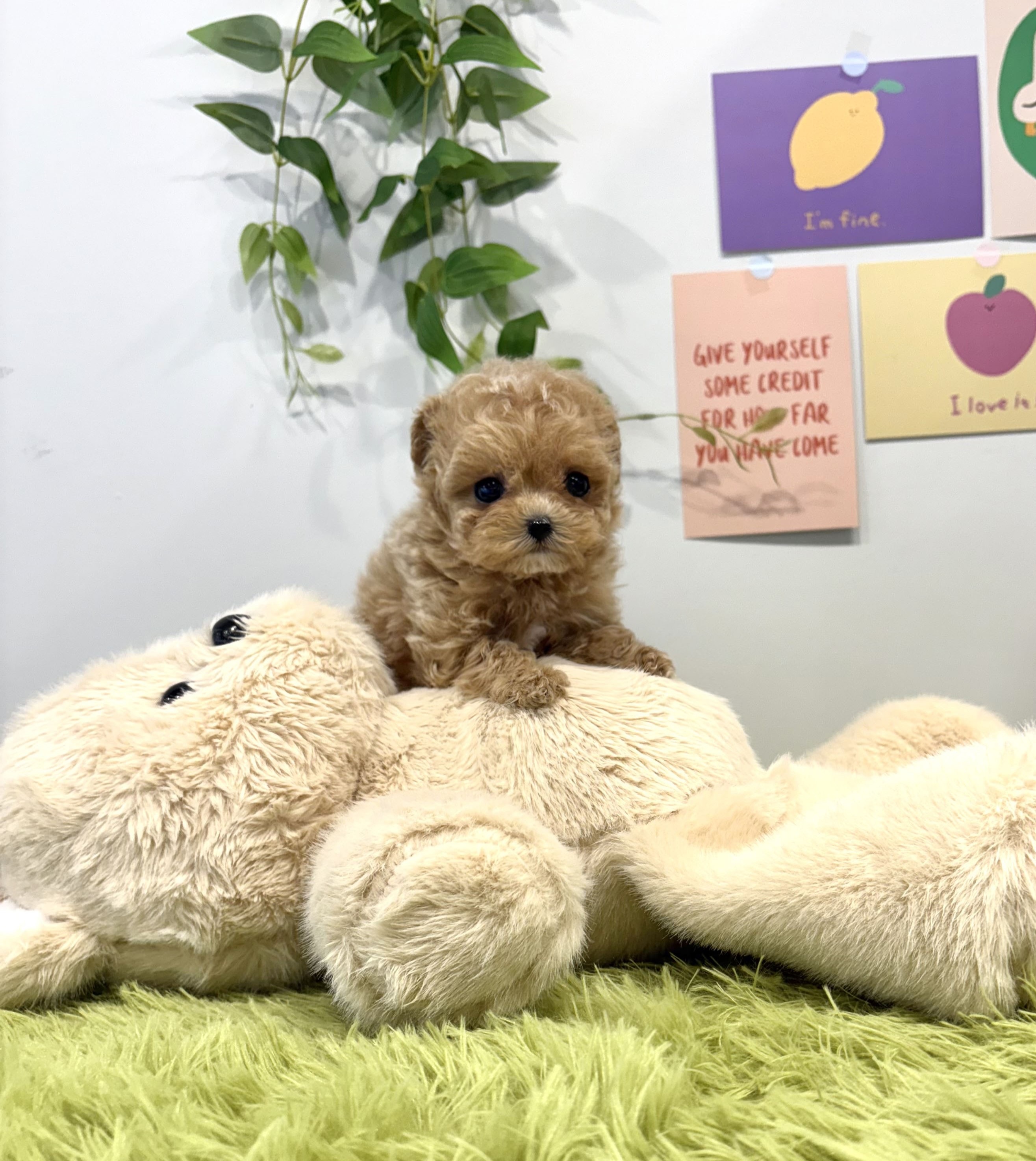 Ȯ�� �̹���