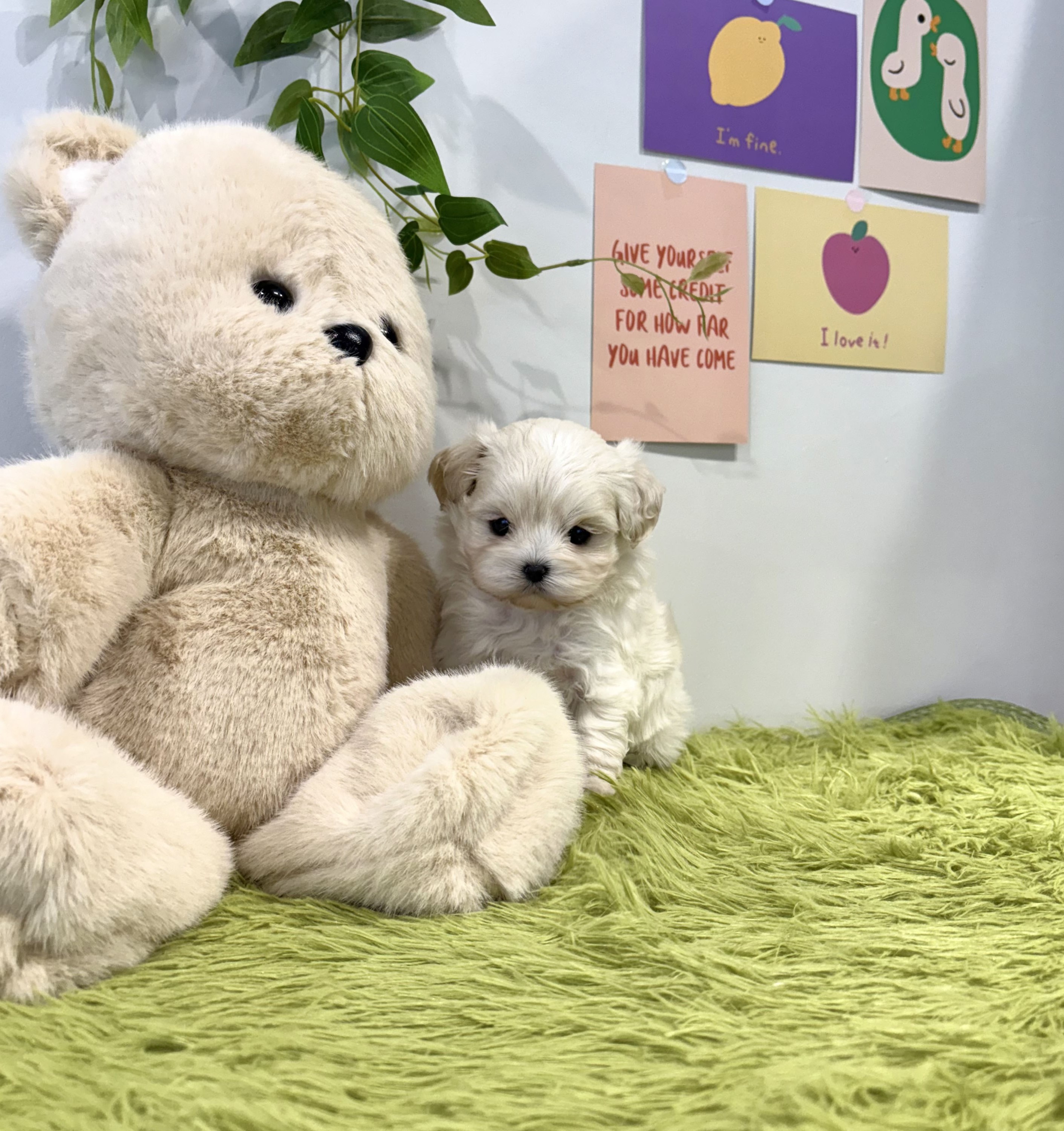 Ȯ�� �̹���