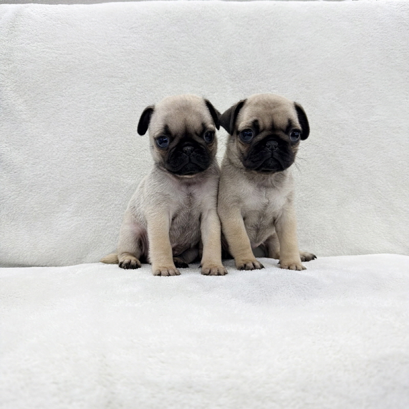 Ȯ�� �̹���