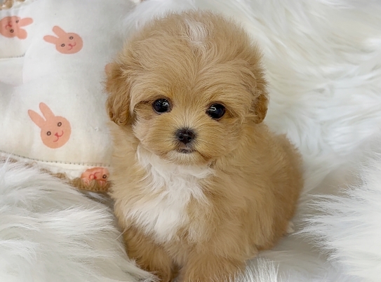 Ȯ�� �̹���