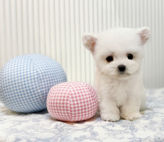 Ȯ�� �̹���