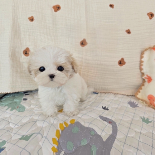 Ȯ�� �̹���