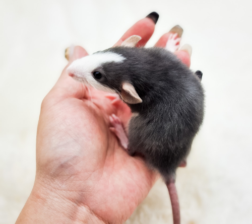Ȯ�� �̹���