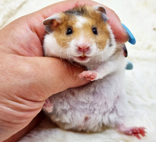 Ȯ�� �̹���