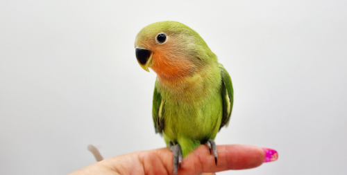 Ȯ�� �̹���