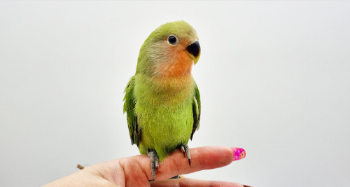 Ȯ�� �̹���